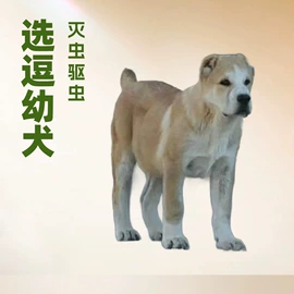 狗;狗狗干粮;服务商品