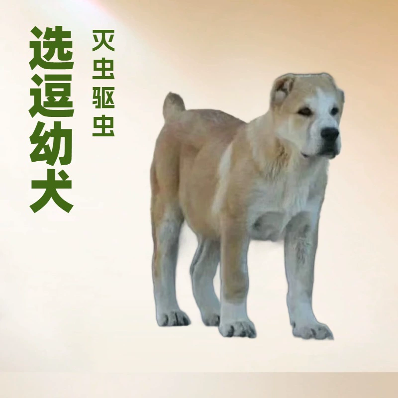 Премиальные центральноазиатские щенки, живые собаки на продажу, аргентинские центральноазиатские собаки, охотничьи собаки, домашние охранники, ловцы кабанов, агрессивные собаки, овчарки