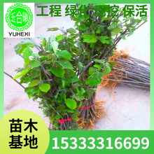 lM С sԘBiţ򘋘ϱNֲ