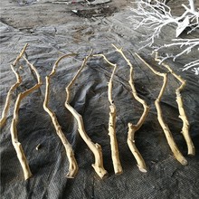 干树枝去皮本色龙骨杆树杆白树枝树干装饰干枝枯枝树杈杆壁挂