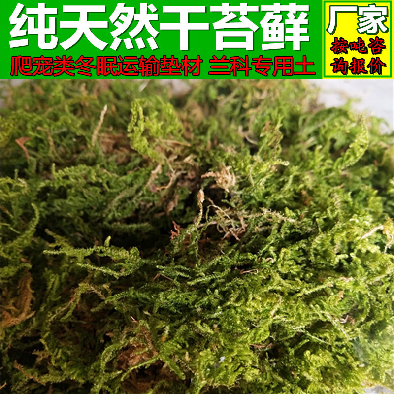 苔藓干水苔蝴蝶兰种植养花兰花土多肉食虫植物水草干苔藓厂家批发