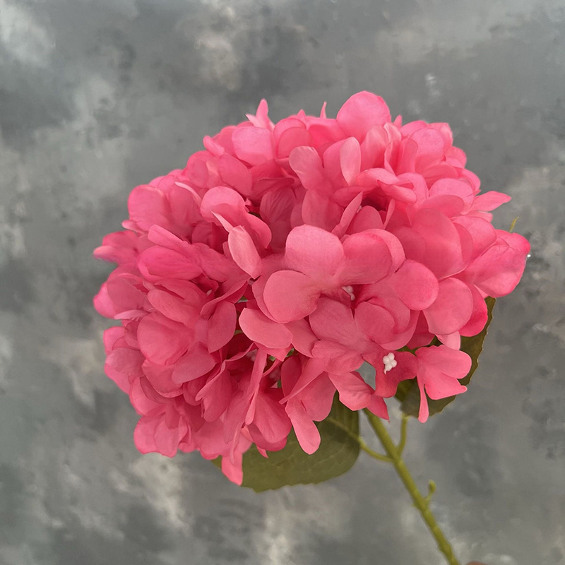 싱글 대형 수국 - 뉴 로즈 레드