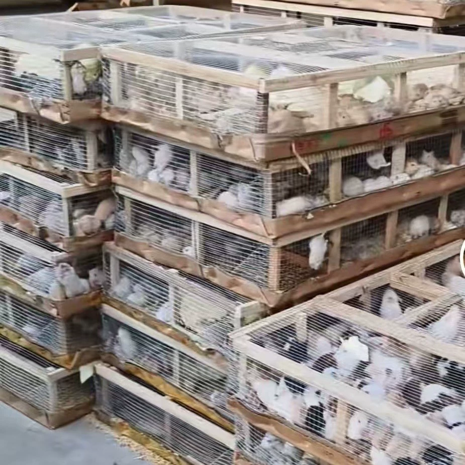 Оптовая продажа хомяков, золотых медведей, домашних кроликов, домашних кроликов, кроликов с мордатыми ушами, морских свинок, деревянных клеток, пожалуйста, свяжитесь со службой поддержки клиентов, чтобы изменить цену