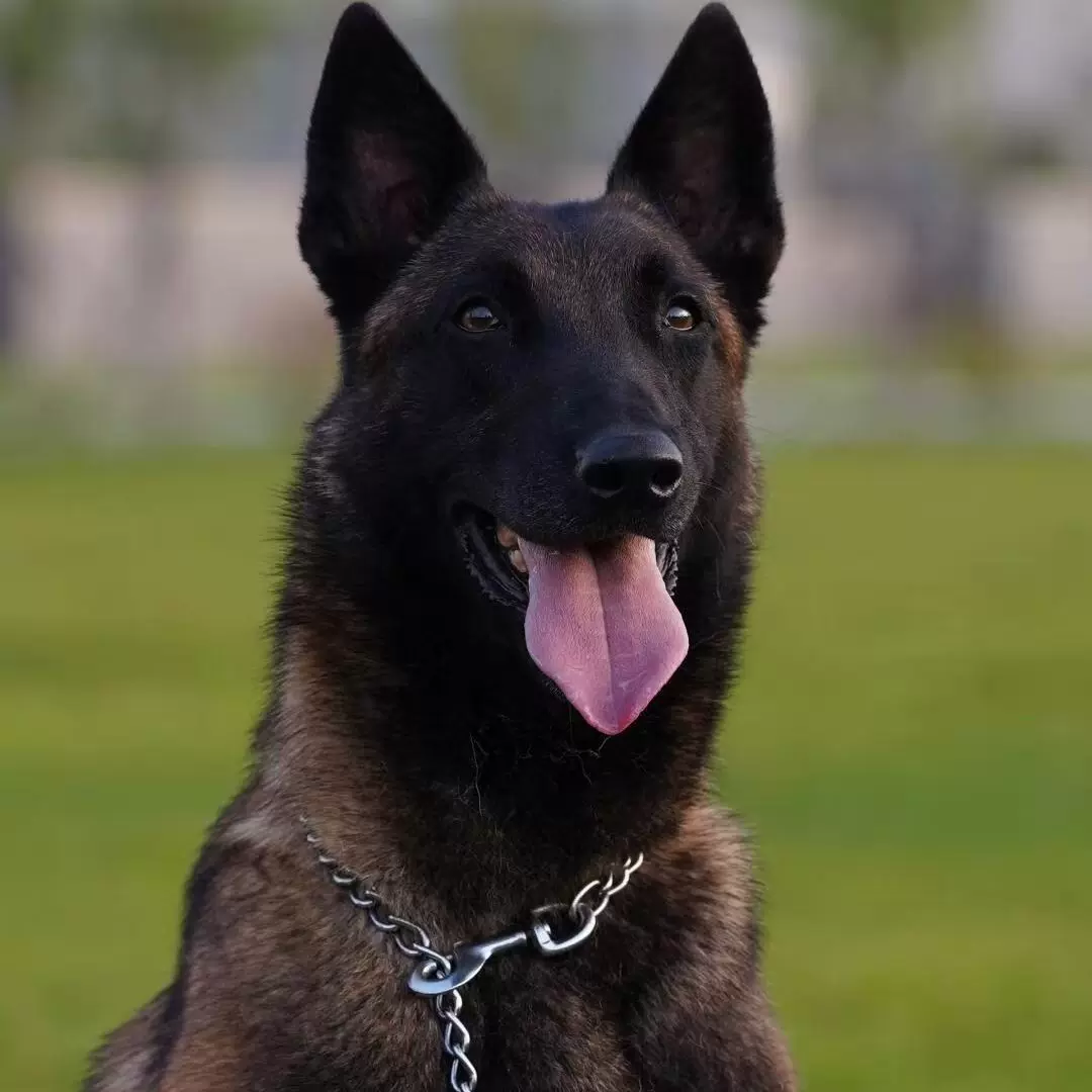 纯种血统马犬幼犬比利时警犬护卫犬大骨架活体宠物狗狗爆红马犬