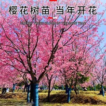 �ձ��ѻ������ϱ�������ͥԺ�Nֲ�G�����̴����L���仨������ֲ��