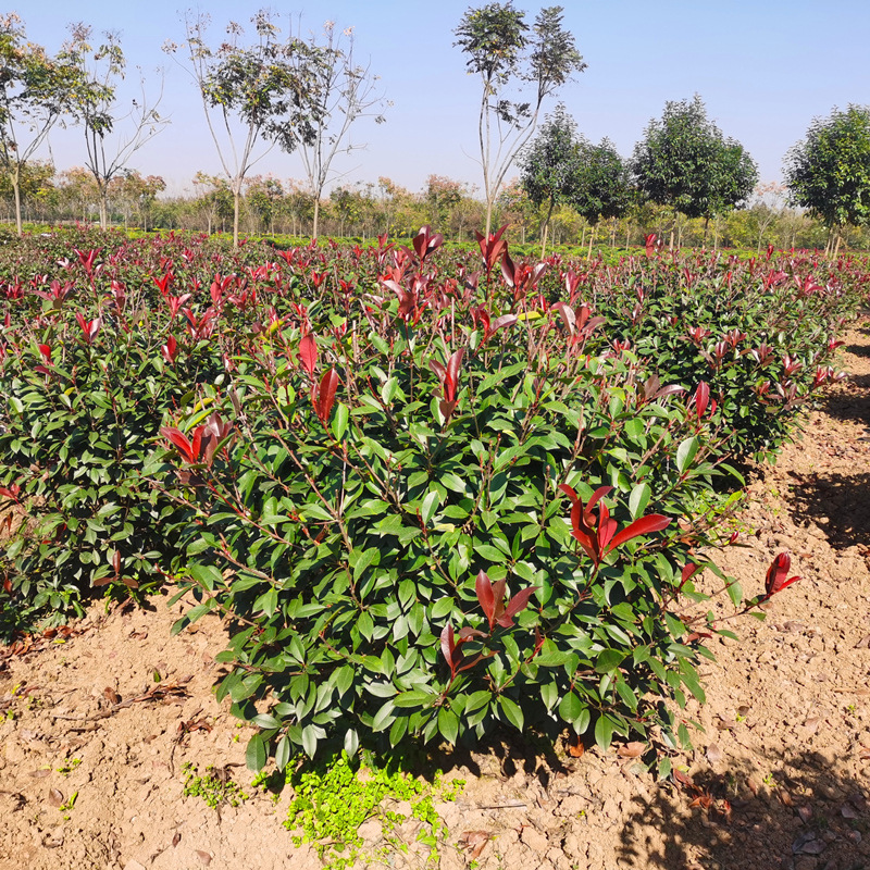 IMG_20201112_130150_����_����