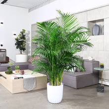 网红散尾葵植物盆栽客厅凤尾竹大型绿植室内办公室好养阳台花卉苗