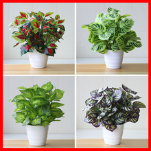 斑马叶万年青 斑马叶万年青品牌 图片 价格 斑马叶万年青批发 阿里巴巴 斑马叶万年青 斑马叶万年青品牌 图片 价格 斑马叶万年青批发 阿里巴巴