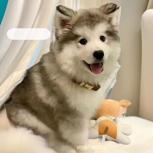 ����˹��ѩ��Ȯ���ﹷ�����̴����o�lȮ����Ȯ���wС����ͥ��HȮ