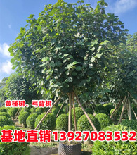 �S�Ș�ȫ�ڼ�ֵ���е����ľ�����G����������������l