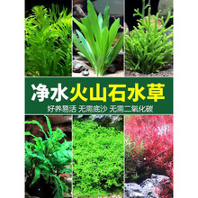 �~���쾰�ײ���ˮ�ų�ľ��ˮ��ˮ�o��ֲ������ſ�ذ�����