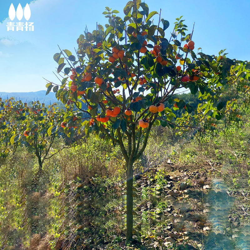 观赏柿子树果苗北方耐寒脆甜柿子庭院风景树苗大树造景南方景观树