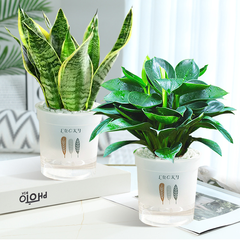 [화분 2개 패키지] 골든 다이아몬드 + 타이거 난초 + 깃털 화분 2개 + 영양액