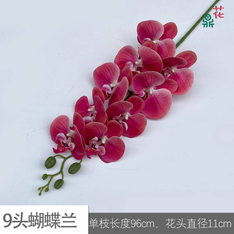 9 phalaenopsis GFG #2 핑크