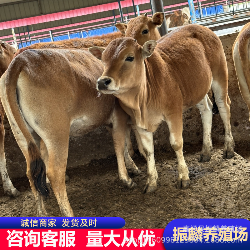 厂家出售养殖改良肉牛犊 杂交肉牛 鲁西黄牛肉牛犊肉牛苗包运输