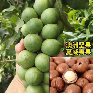 ���ވԹ��� �����Ĺ����� �޽ӹ��һ̖�����Ե����ϱ����ɷNֲ
