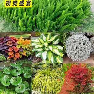 ��������ֲ�ﻨ�R�M�������ͺ����B�̨ͥԺ�쾰�����ļ�����Gֲ