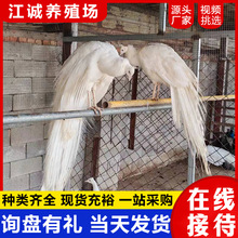 景区观赏开屏蓝孔雀活体 出售脱温观赏孔雀幼苗 白孔雀批发价格