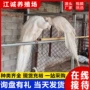 景区活体纯种观赏孔雀