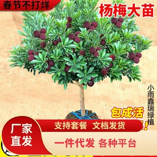 �|����÷��������ڼ޽Ӻ�̿��÷������ϱ����Nֲ����Ԯ���Y��