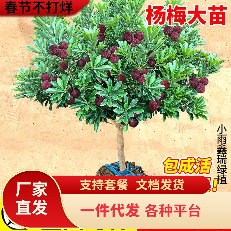 东魁杨梅树树苗正宗嫁接黑炭杨梅树树苗南北方种植盆地栽当年结果