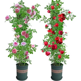 花盆容器;种球;园艺工具