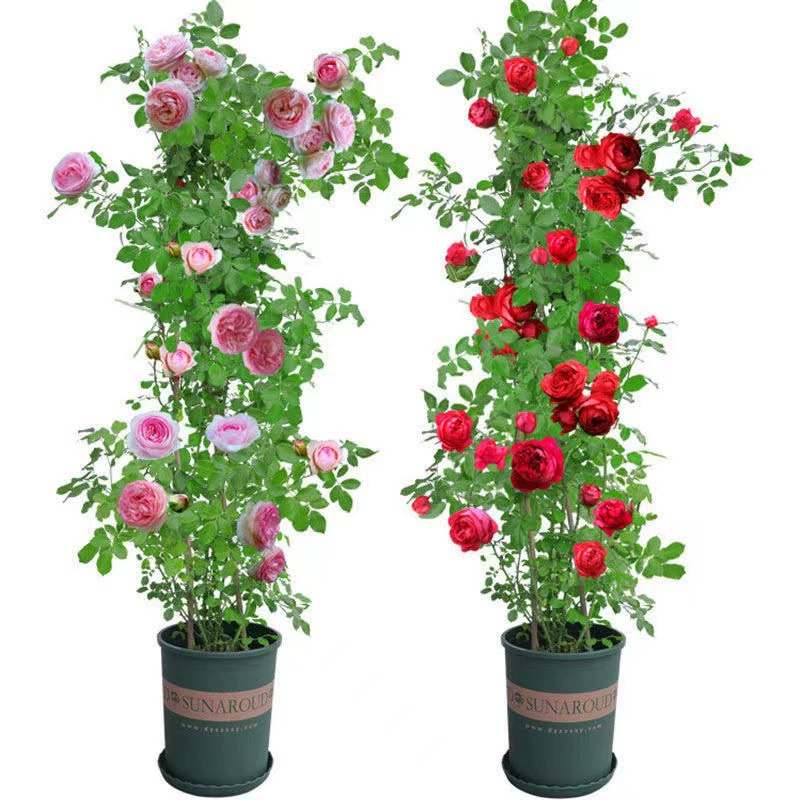 1,5 метра Виноградная роза цветок Лучжоу-аромат Вьющееся виноградное растение Двор Four Seasons Цветочная Роза в горшке