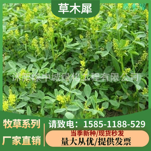 Mignonette Seeds, Mignonette Seeds, Honey Source Plants, Yellow Flowers, Grass-Based Green Manure, Cold-Resistant and Arable Grass Seeds