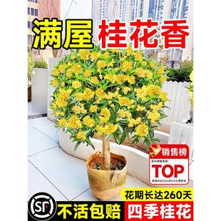 �𻨘����ļ������Խ�𵤹����҃��̨ͥԺ���ԝ����ͻ���ֲ��