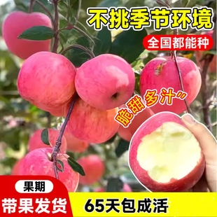 �޽��O������t��ʿ�������O�������԰����������ϱ�������Y��