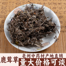 鹿茸草 六月霜 白地蜈蚣白毛鹿茸草亳州中药材批发中草药药食同源