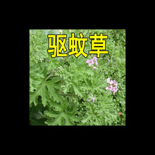 ���x�ݷN�ӻ��N��ͥԺ�҃��̨�ļ��׷N�_����ݰ��ݷN�ѻ��N����