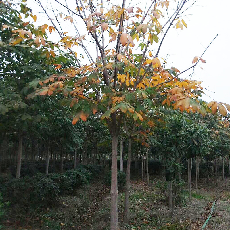 观赏性高绿化造景七叶树树苗 园林绿化乔木 七叶工程大树规格齐全