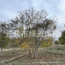 辽宁元宝枫树苗 造型斜飘景观树 丛生元宝枫 造林植物元宝枫小苗