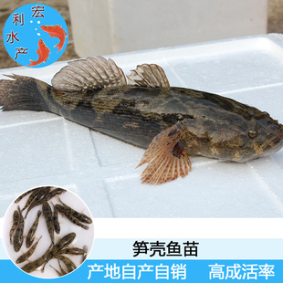 ���̓r���l���s���S���~�� 녰߼����k�~�� ̩���S���~�� ľ�^�~