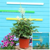 New women's potted large seedlings with flowers with flowers to ship yin -resistant flower courtyard balcony plants perennial cold -resistant flowers