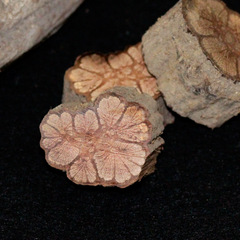 九龍藤木料珠料 紋理清晰 製作料