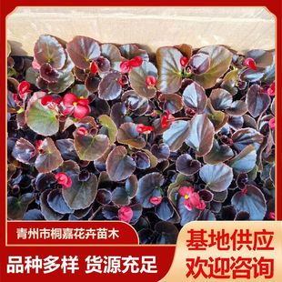 ���ع����^��ֲ���ļ����Ď�����������󻨴��~�ﺣ��