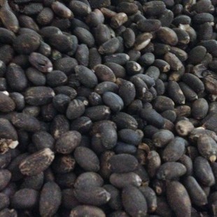 �鯂��N�� ��ͩ����ͩ�N��ܽ�ؘ����L����͘�Сͩ�ӷN�Ӱ��]