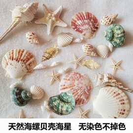 贝壳海螺海胆壳幼儿园手工diy贝壳相框鱼缸造景大海螺壳