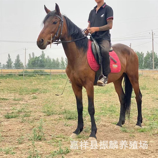 �����T��ɢ�B����С���R�r�� һƥ��ͨ���Rʲô�r�� �F���B�R��