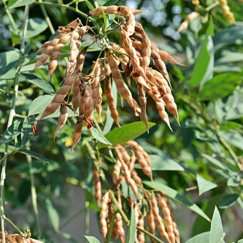 一件代发山毛豆，木豆种子 直立灌木树豆柳豆籽豆蓉树豆种子四季