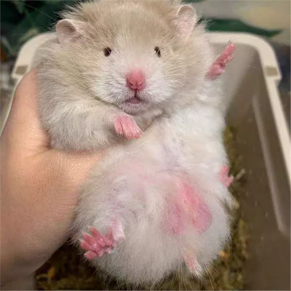 One long-haired lilac (remarks for male and female)