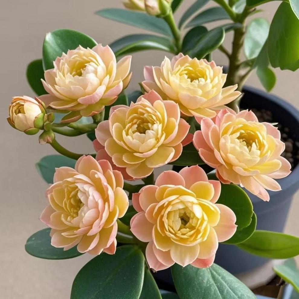 95b603b1-ee16-481b-bb6a-dfa1f2c29dd7.jpe