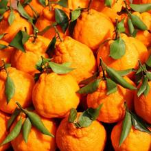 四川丑橘耙耙柑10斤丑橘新鲜橘子水果当季新鲜水果整箱助农1批发
