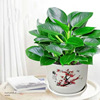 Green Princess Daye Golden Diamond Four Seasons Evergreen Plants indoor desktop green planting potted flowers