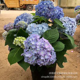 基地批发盆栽庭院 绣球花苗 八仙花苗 绣球花可变色 当年开花苗