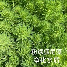 ���w�۾G��β�嵭ˮ�ļ�ˮ��ֲ���������~���~�׳ؑ���ˮ����ˮ��