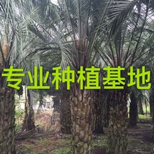 江西布迪椰子价格多少钱 江苏布迪椰子基地 浙江布迪椰子树批发