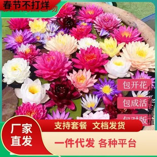 һ�����l�ͺ�˯ɏˮ��ֲ���ļ���˯ɏ���玧����ˮ�������ܺ�����